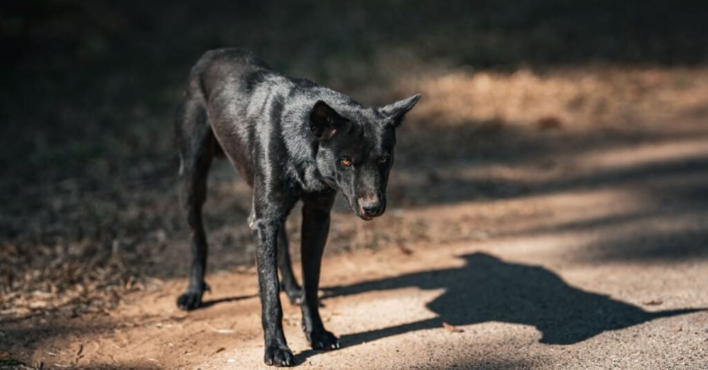 black dog food
