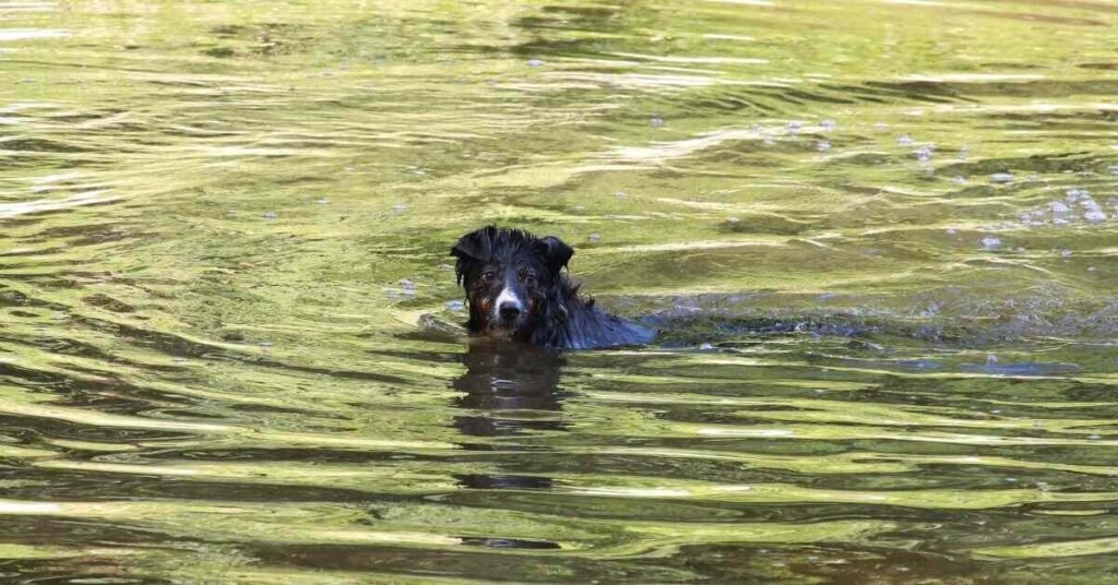 Do All Dogs Swim 