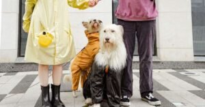 Dye Dog's Hair