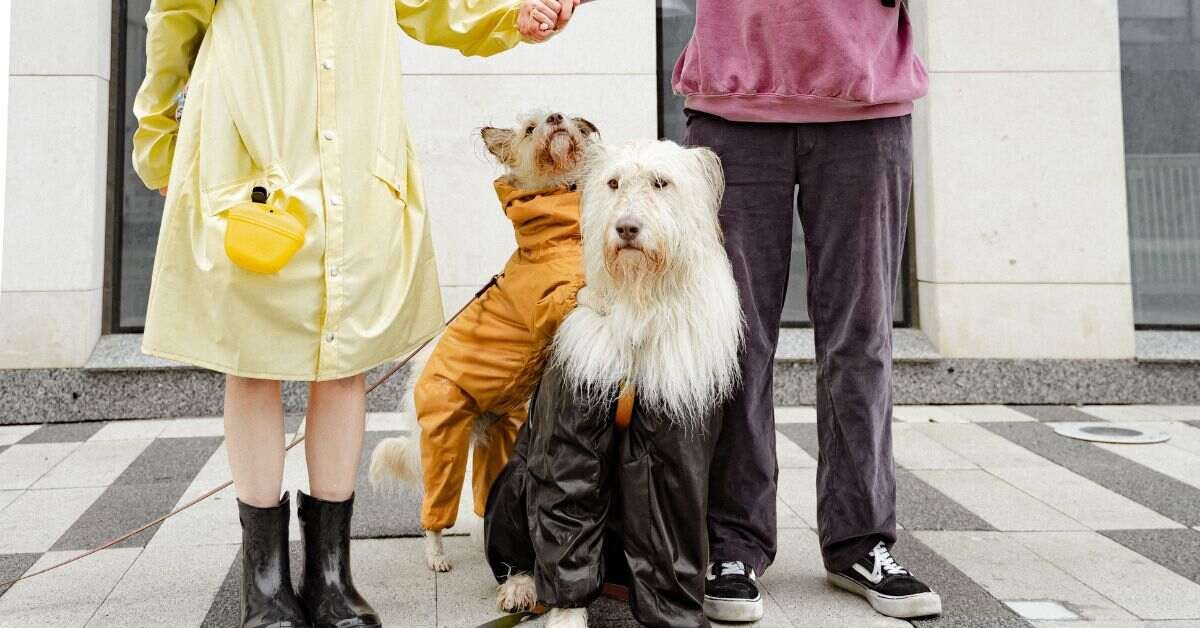 Dye Dog's Hair