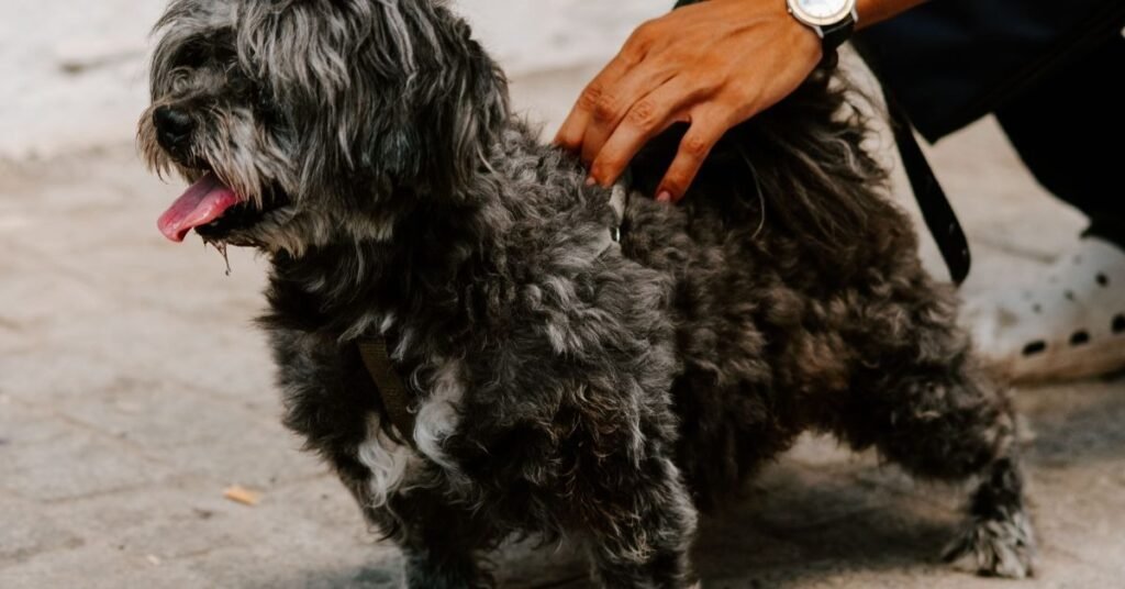 Dye Dog's Hair