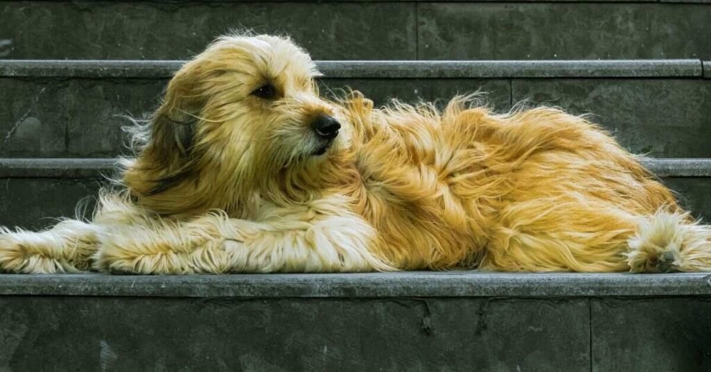 Dye Dog's Hair