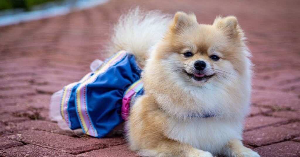 Dye Dog's Hair