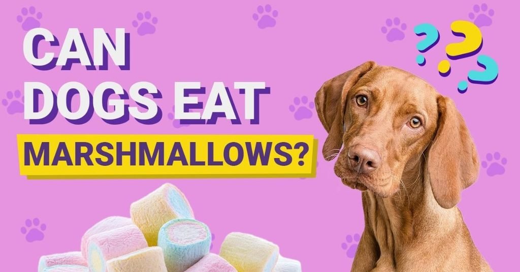 Can Dogs Eat Marshmallows