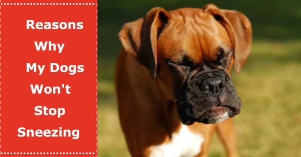 my dog keep sneezing