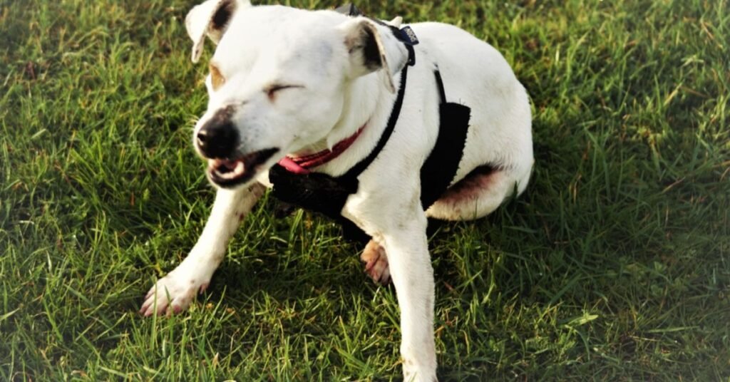 my dog keep sneezing