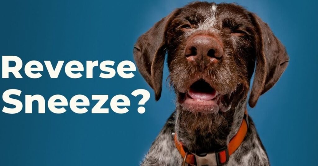 my dog keep sneezing