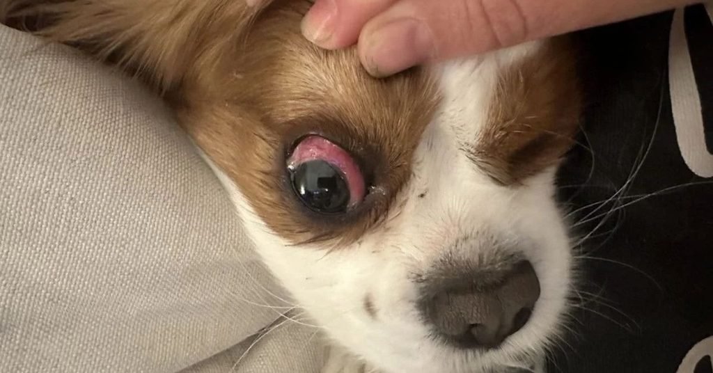 Dog Red Eyes 